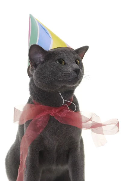 Cat with birday hat and ribbon — Stock Photo, Image