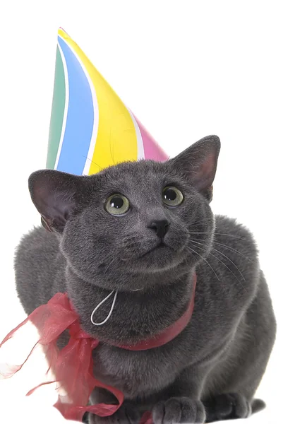 Kot z birday kapelusz i wstążki — Zdjęcie stockowe