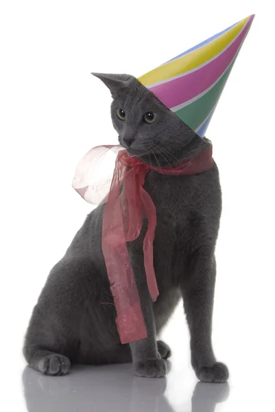 Kot z birday kapelusz i wstążki — Zdjęcie stockowe