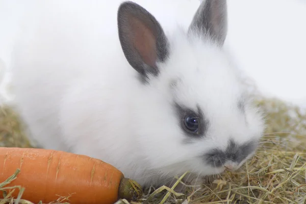 Piccolo coniglio — Foto Stock