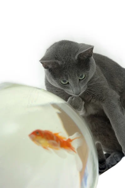Katt med fisk — Stockfoto