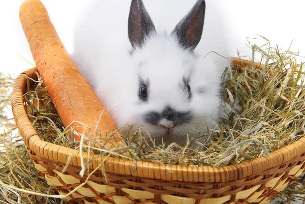 Küçük tavşan — Stok fotoğraf