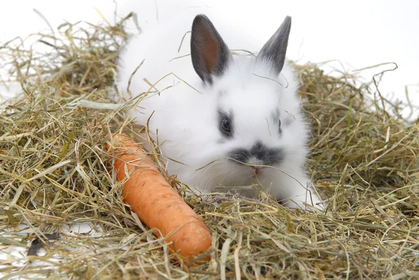 Conejo pequeño — Foto de Stock