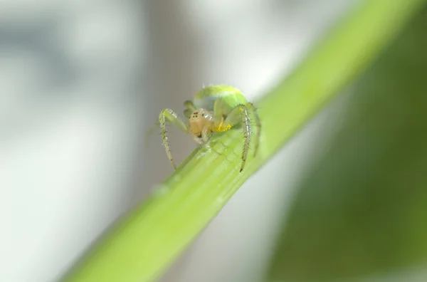 Aranha verde no spray — Fotografia de Stock
