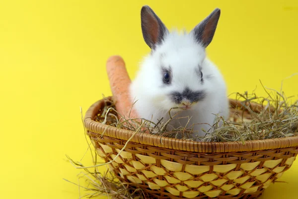 Невелике кролик — стокове фото