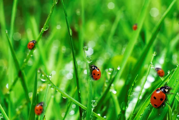 Fresh green grass with water drops — Stock Photo, Image