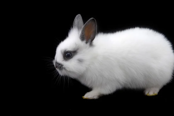 Conigli piccoli — Foto Stock