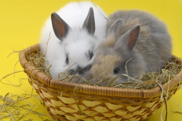 Små kaniner i korg — Stockfoto