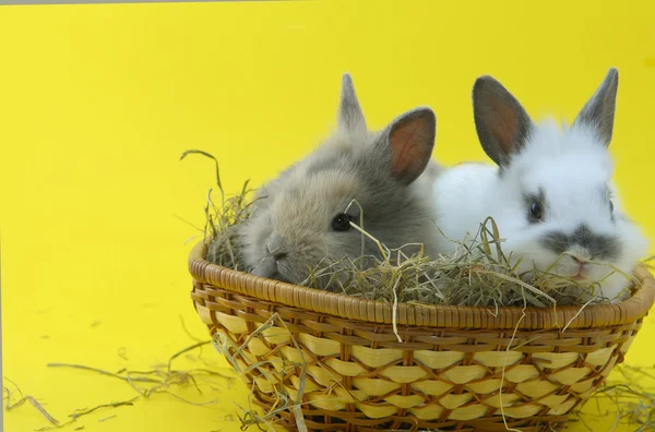 Coniglietti nel cestino — Foto Stock