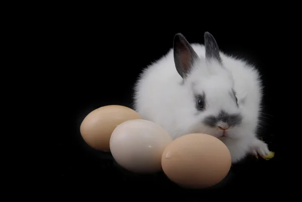 stock image Small rabbit and eggs