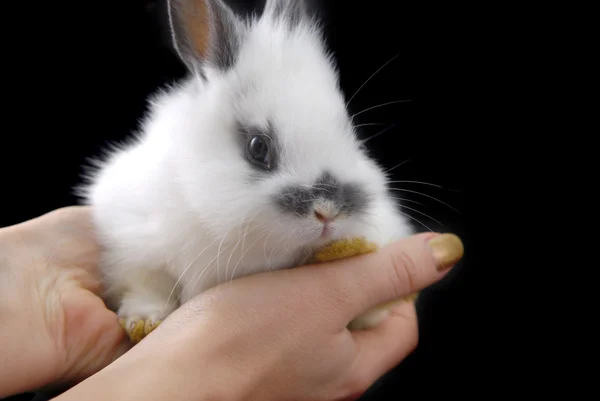 Hadns holding small rabbit — Stock Photo, Image