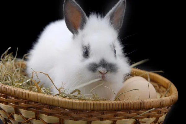 Malý králík a vejce v košíku — Stock fotografie