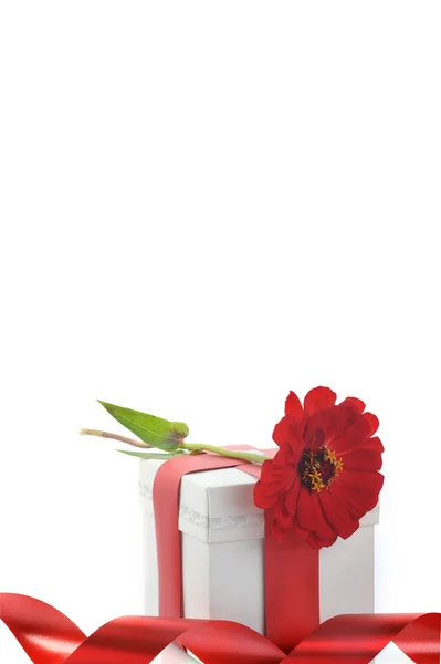 Kırmızı kurdele ile sunmak ve çiçek — Stok fotoğraf