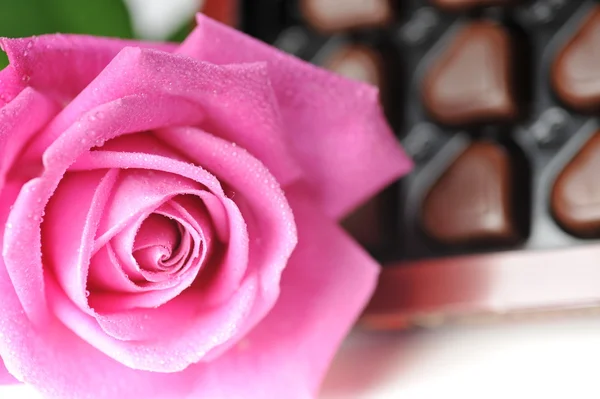 Chocolate and pink rose — Stock Photo, Image