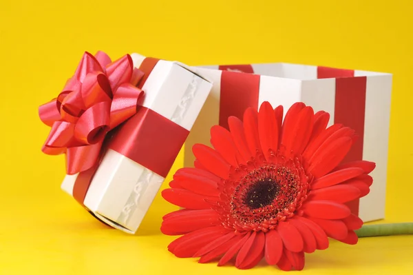 Ajándék doboz és vörös virág — Stock Fotó