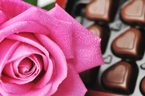 Schokolade und rosa Rose — Stockfoto