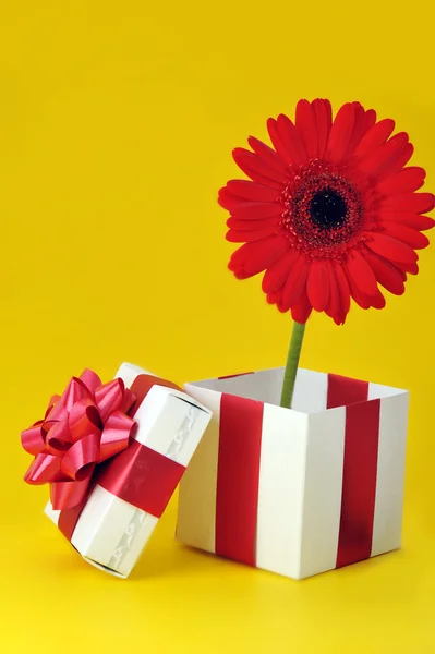 Подарок и красный цветок — стоковое фото
