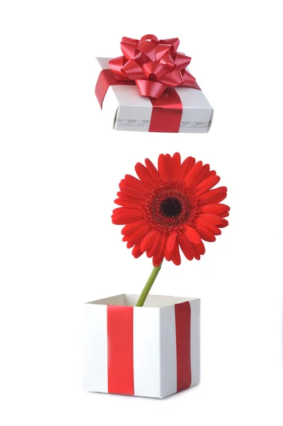 Cadeau et fleur rouge — Photo
