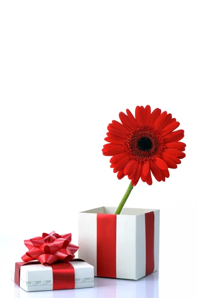 Prezent i czerwony kwiat — Zdjęcie stockowe