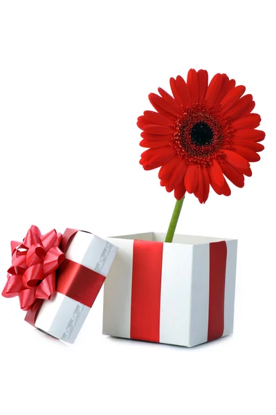 Ajándék és vörös virág — Stock Fotó