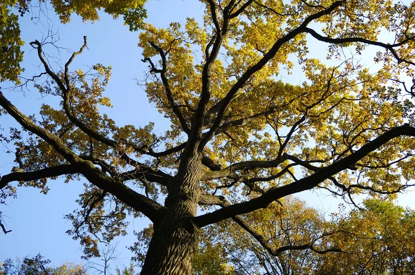 Stock image Oak with yellow leafes