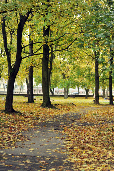 Beautiful autumn park with yellow leaves
