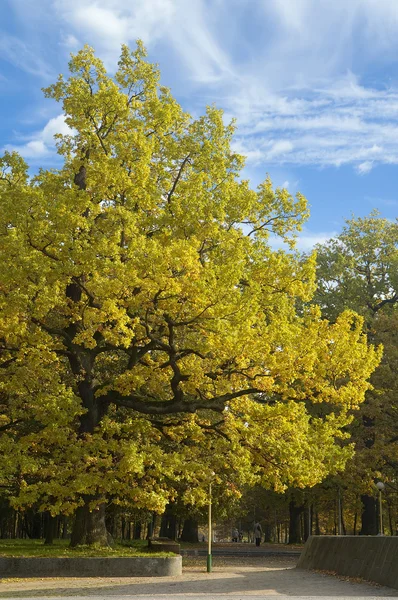 Дуб з жовтим листям — стокове фото