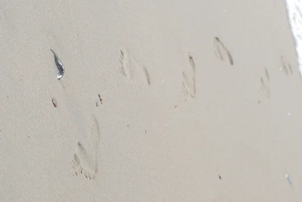 Traces on sand — Stock Photo, Image