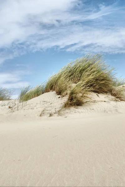 Dunes at the Baltic sea — Stock Photo, Image