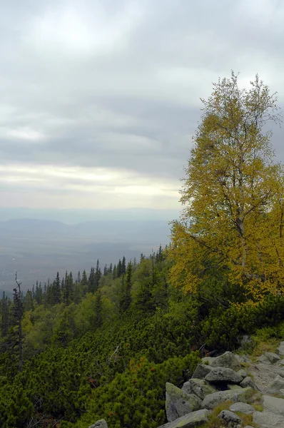 노랑 자작나무 높은 — 스톡 사진