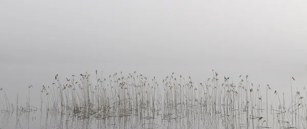 Reed no nevoeiro da manhã — Fotografia de Stock
