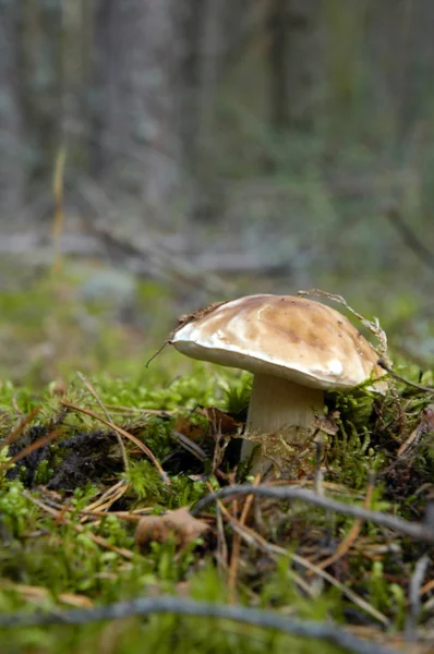 Mushroom close up — Stock Photo, Image