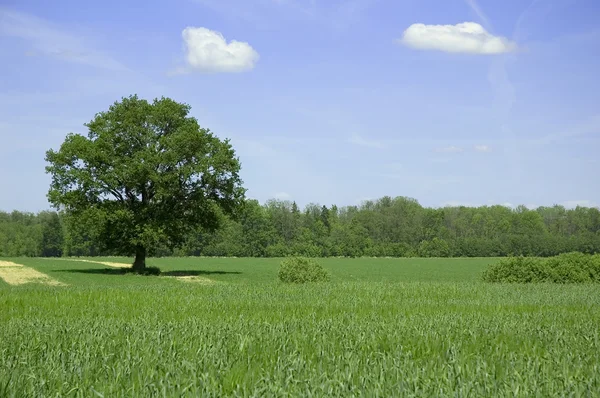 Καλοκαιρινό τοπίο με δέντρο — Φωτογραφία Αρχείου