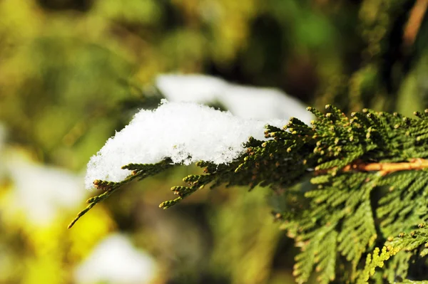 Sneeuw op groenblijvende struik — Stockfoto