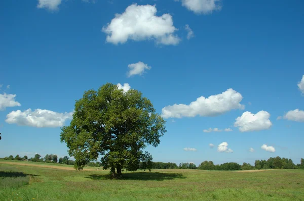 Летний пейзаж с деревом — стоковое фото
