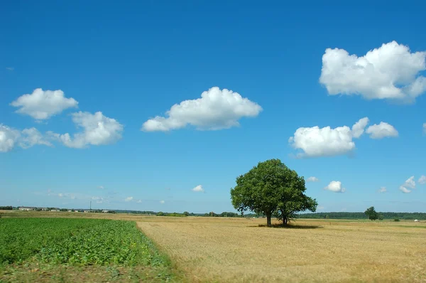 Paisaje de verano con árbol — Foto de Stock