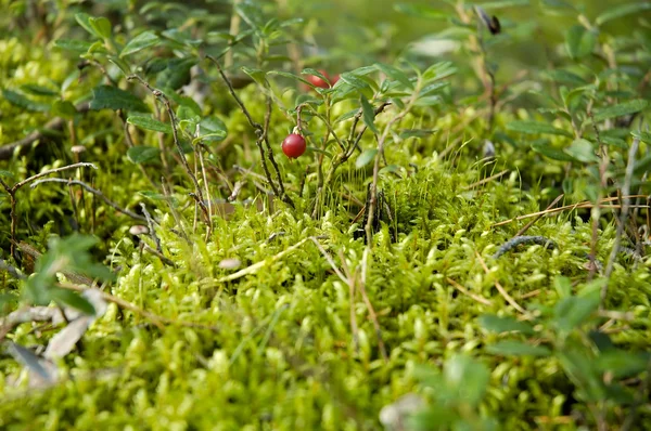 Mirtillo rosso nella foresta — Foto Stock
