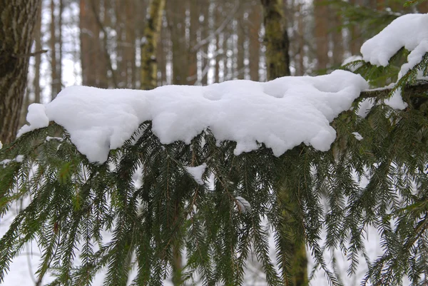 Green fir spray with under snow — Stock Photo, Image