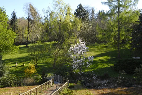 Stock image Blossom spring tree