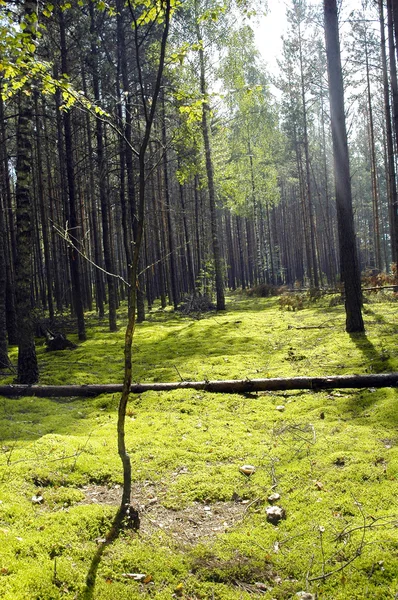 Conifere paesaggio di legno — Foto Stock