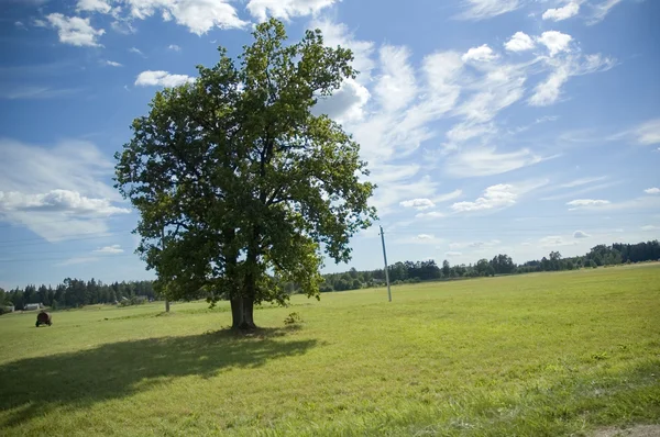 Летний пейзаж с деревом — стоковое фото
