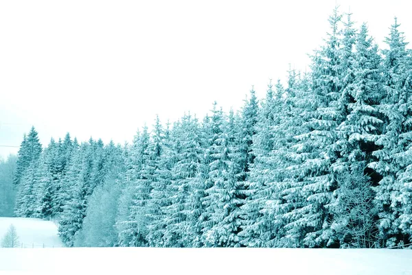 Деревья со снегом — стоковое фото