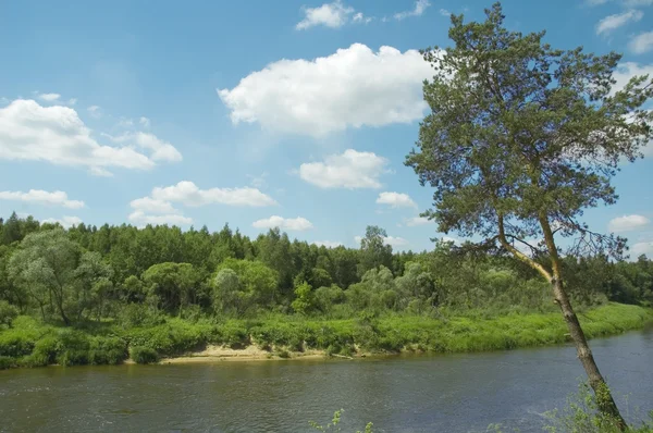 Orilla del río con árbol — Foto de Stock