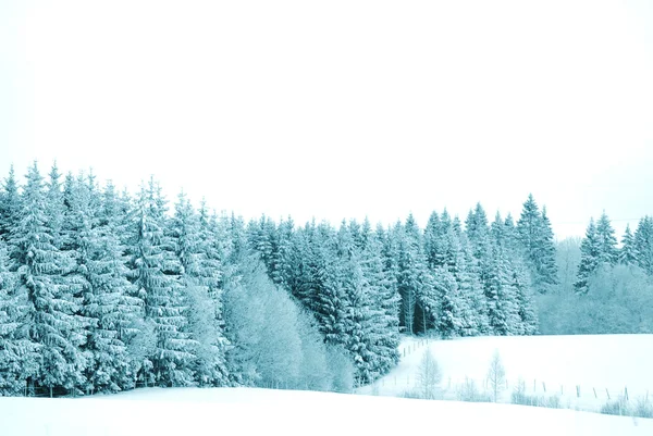 ต้นไม้ที่มีหิมะ — ภาพถ่ายสต็อก
