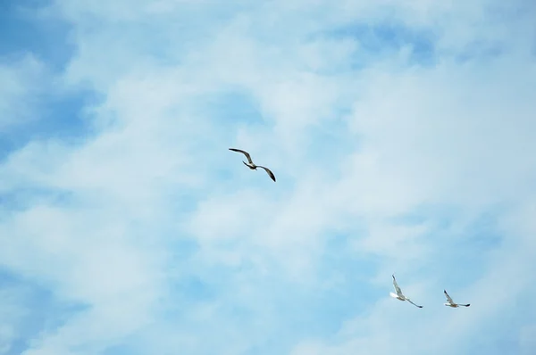Gökyüzünde Mews — Stok fotoğraf