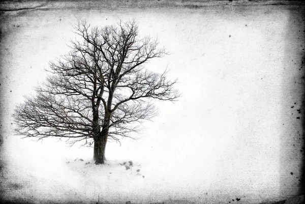 Albero solitario senza foglie — Foto Stock