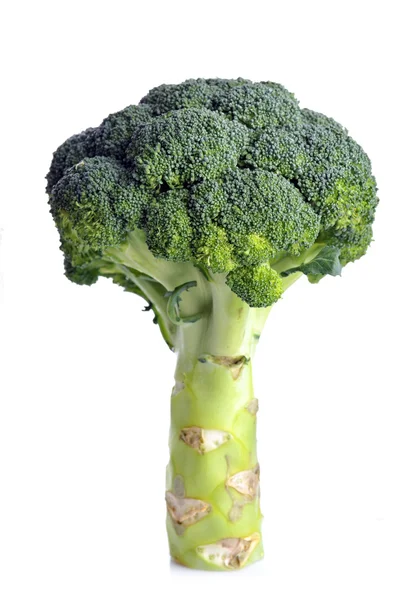 Broccoli op zoek als boom op wit — Stockfoto