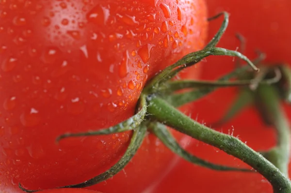 Fresh tomato with water drops — Stock Photo, Image