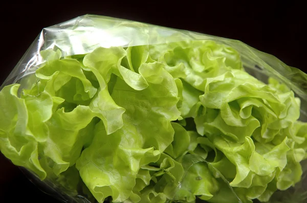 绿色沙拉 — 图库照片