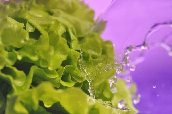 Grønn salat – stockfoto